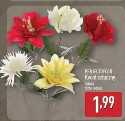 ALDI Kwiat Projektdecor oferta