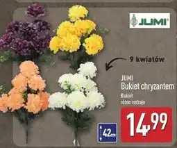 ALDI Chryzantema 9-kwiatowa Jumi oferta