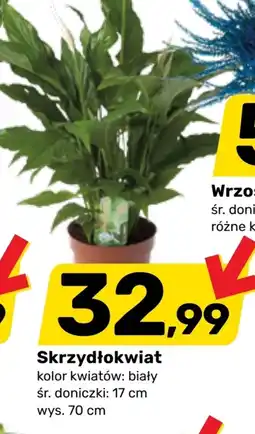 Bricomarche Skrzydłokwiat K! oferta
