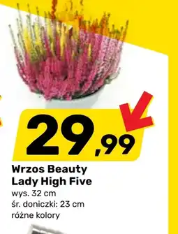 Bricomarche Wrzos Lady oferta