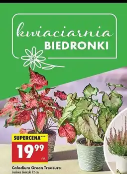 Biedronka Caladium green treasure 12 cm oferta
