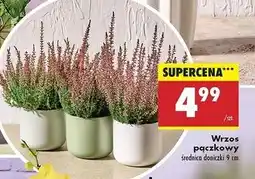 Biedronka Wrzos pączkowy śr. 9 cm oferta