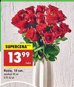 Biedronka Róża 40 cm oferta