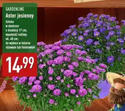 ALDI Aster Gardenline oferta