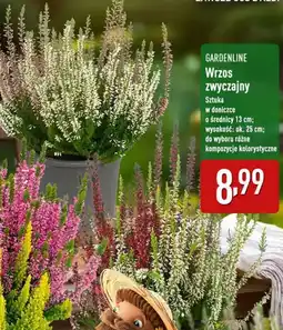 ALDI Wrzos Gardenline oferta