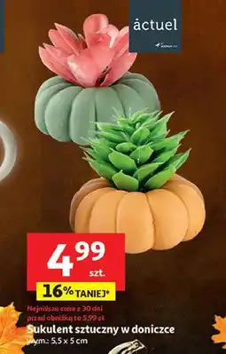 Auchan Sukulent sztuczny w doniczce Actuel oferta