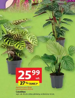 Auchan Calathea doniczka 12 cm wys. 45 oferta