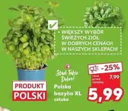 Kaufland Bazylia XL oferta