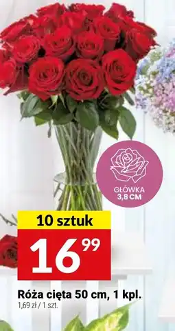 Twój Market Róża cięta oferta