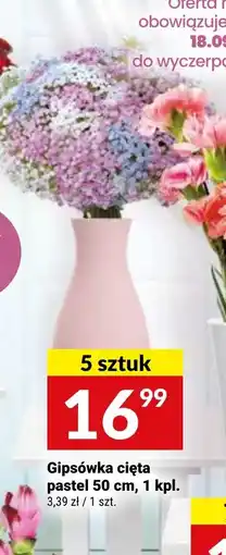 Twój Market Gipsówka cięta pastel oferta