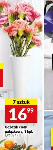 Twój Market Goździk cięty gałązkowy oferta