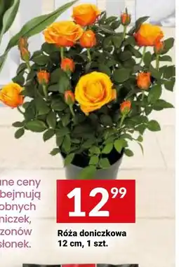 Twój Market Róża doniczkowa oferta