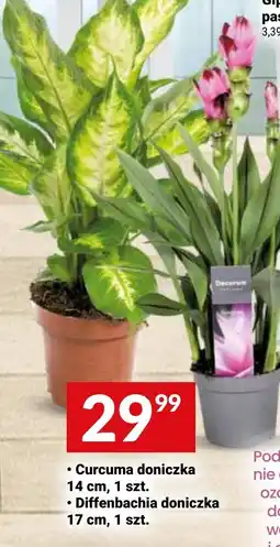 Twój Market Curcuma doniczka / Diffenbachia doniczka oferta
