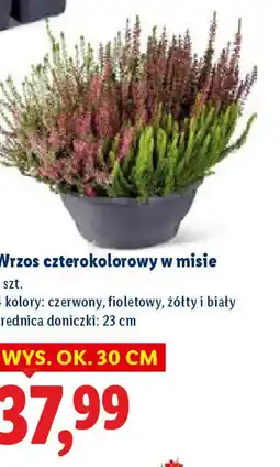 Lidl Wrzos czterokolorowy w misie oferta