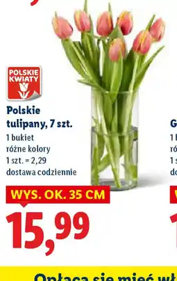 Lidl Polskie tulipany oferta