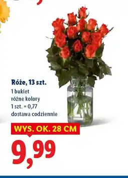 Lidl Róże oferta