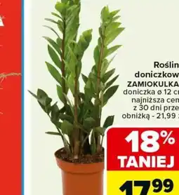 Carrefour Roślina doniczkowa ZAMIOKULKAS oferta