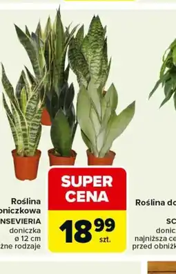 Carrefour Roślina doniczkowa SANSEVIERIA oferta