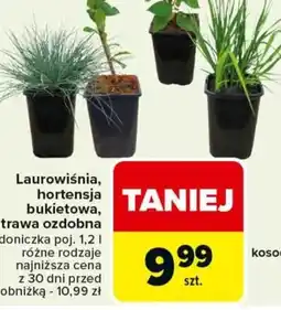 Carrefour Laurowiśnia, hortensja bukietowa, trawa ozdobna oferta