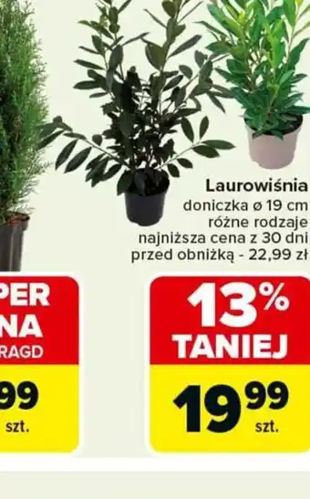Carrefour Laurowiśnia oferta