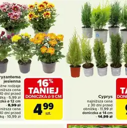 Carrefour Chryzantema jesienna oferta