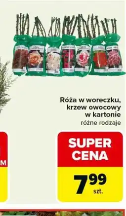 Carrefour Róże w woreczku, krzew owocowy w kartonie oferta