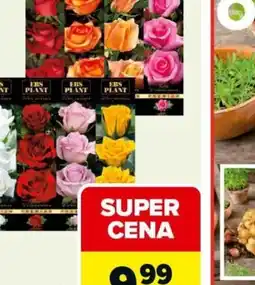 Carrefour Róże w kartonie oferta