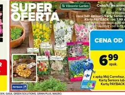 Carrefour Cebulki jesienne oferta