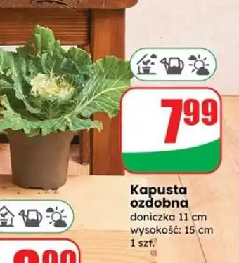 Dino Kapusta ozdobna oferta
