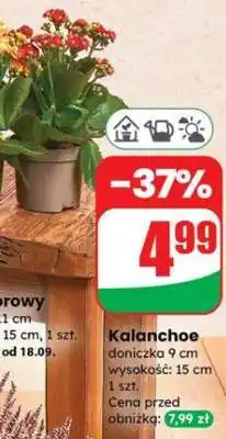 Dino Kalanchoe oferta