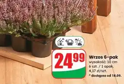 Dino Wrzos 6-pak oferta