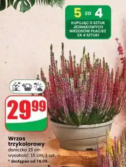 Dino Wrzos trzykolorowy oferta