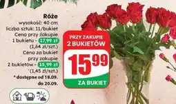 Dino Róże oferta