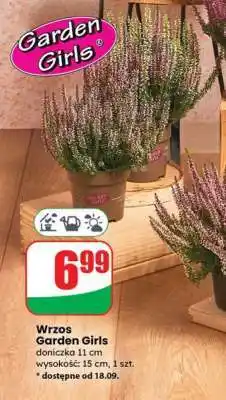 Dino Wrzos Garden Girls oferta