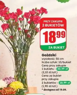 Dino Goździki oferta