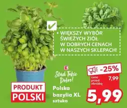 Kaufland Polska bazylia XL sztuka oferta