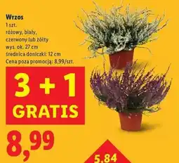 Lidl Wrzos żółty wys. 27 cm oferta