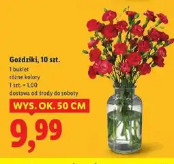 Lidl Goździki bukiet oferta