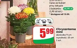 Dino Chryzantema mini śr. 9 cm wys. 15-20 oferta