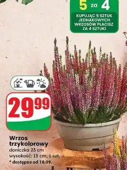 Dino Wrzos 15 cm oferta