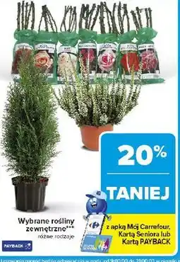 Carrefour Róża oferta