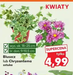 Kaufland Bluszcz lub Chryzantema oferta