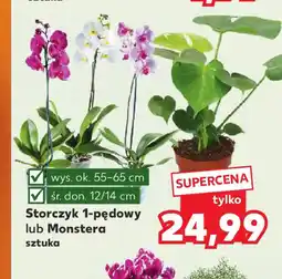 Kaufland Storczyk 1-pędowy lub Monstera oferta