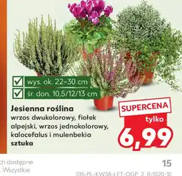 Kaufland Jesienna roślina oferta