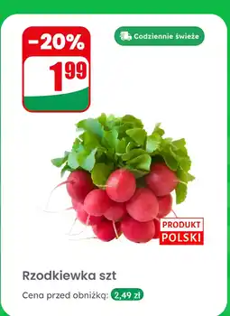 Dino Rzodkiewka Dino oferta