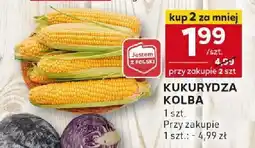 Stokrotka Kapusta czerwona Stokrotka oferta