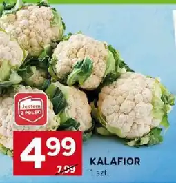 Stokrotka Kalafior Stokrotka oferta