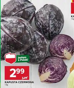 Stokrotka Kapusta czerwona Stokrotka oferta