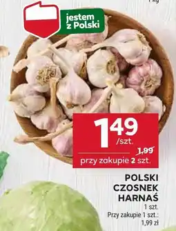 Stokrotka Czosnek harnaś polski oferta