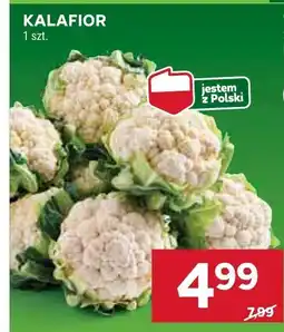 Stokrotka Kalafior Stokrotka oferta